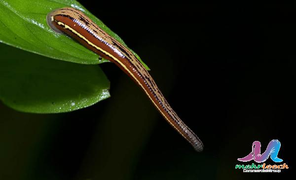 راهنمای استفاده از زالو برای التهاب مفاصل